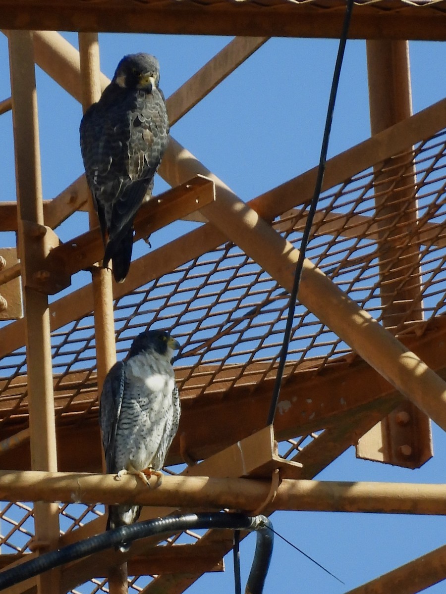 Faucon pèlerin - ML646415517