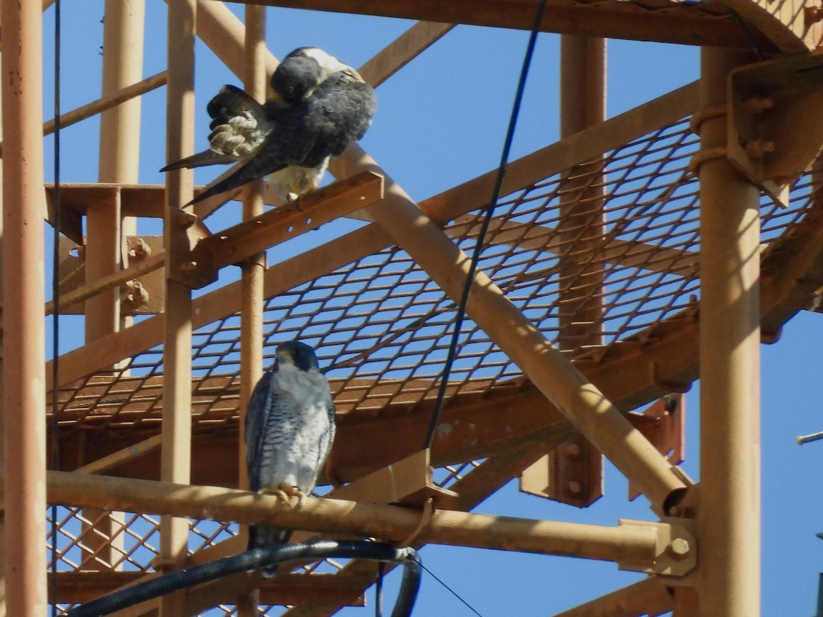 Faucon pèlerin - ML646415518