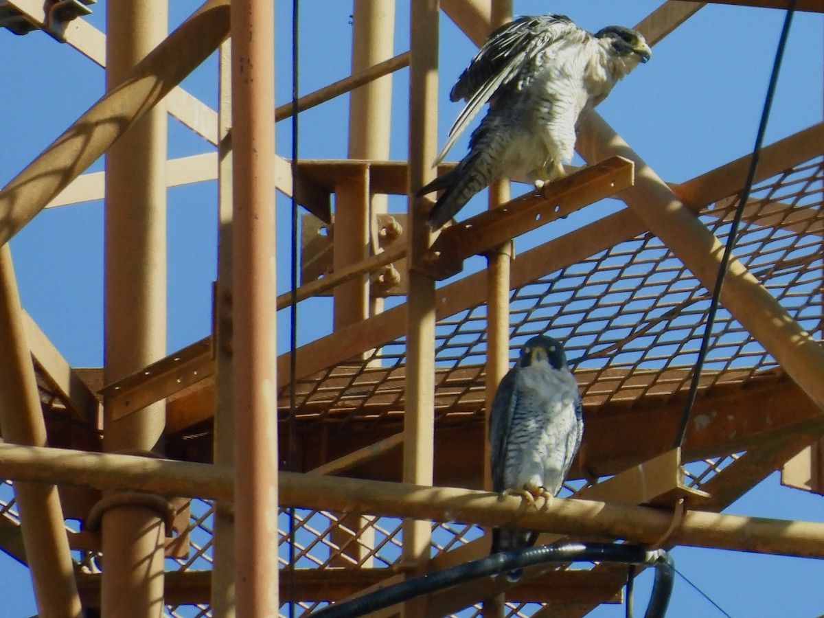 Faucon pèlerin - ML646415519