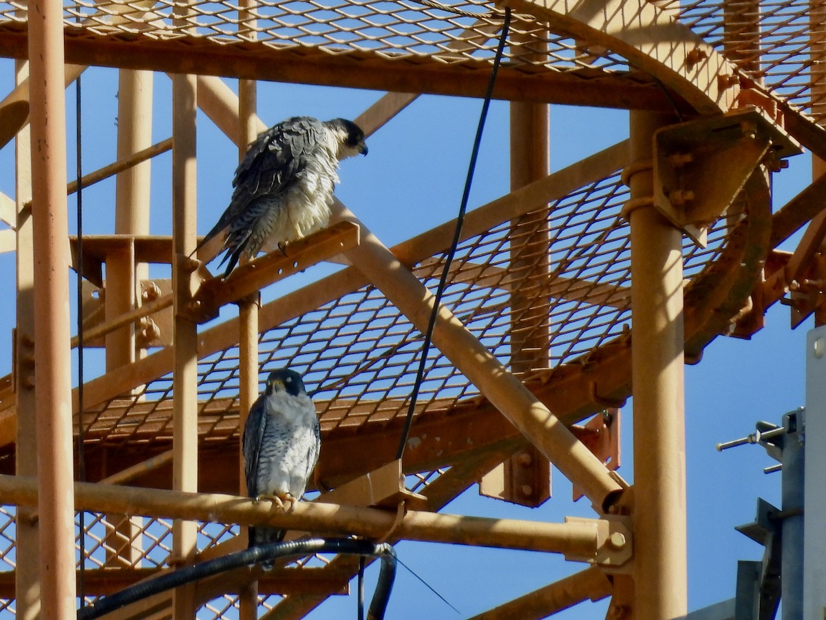 Faucon pèlerin - ML646415520