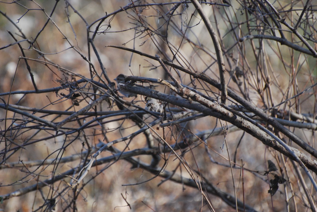 Song Sparrow - ML646415521