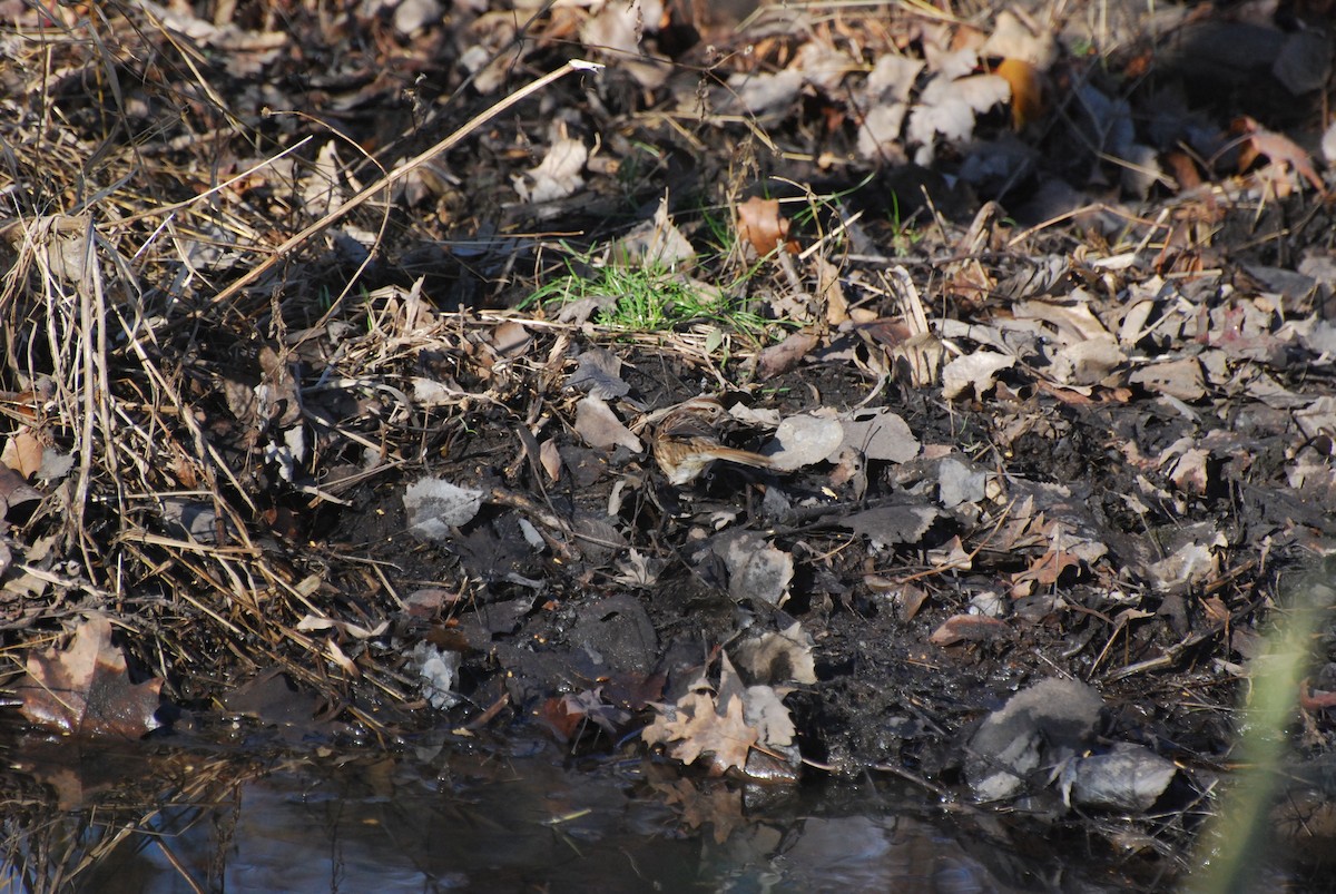 Song Sparrow - ML646415522