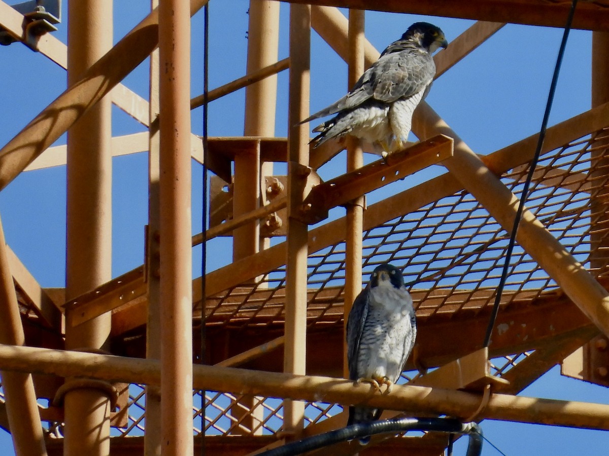 Faucon pèlerin - ML646415523