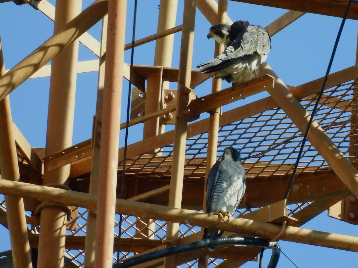 Faucon pèlerin - ML646415524