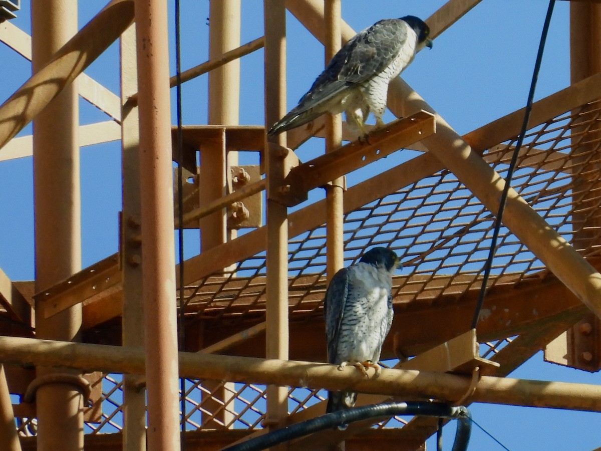 Faucon pèlerin - ML646415525