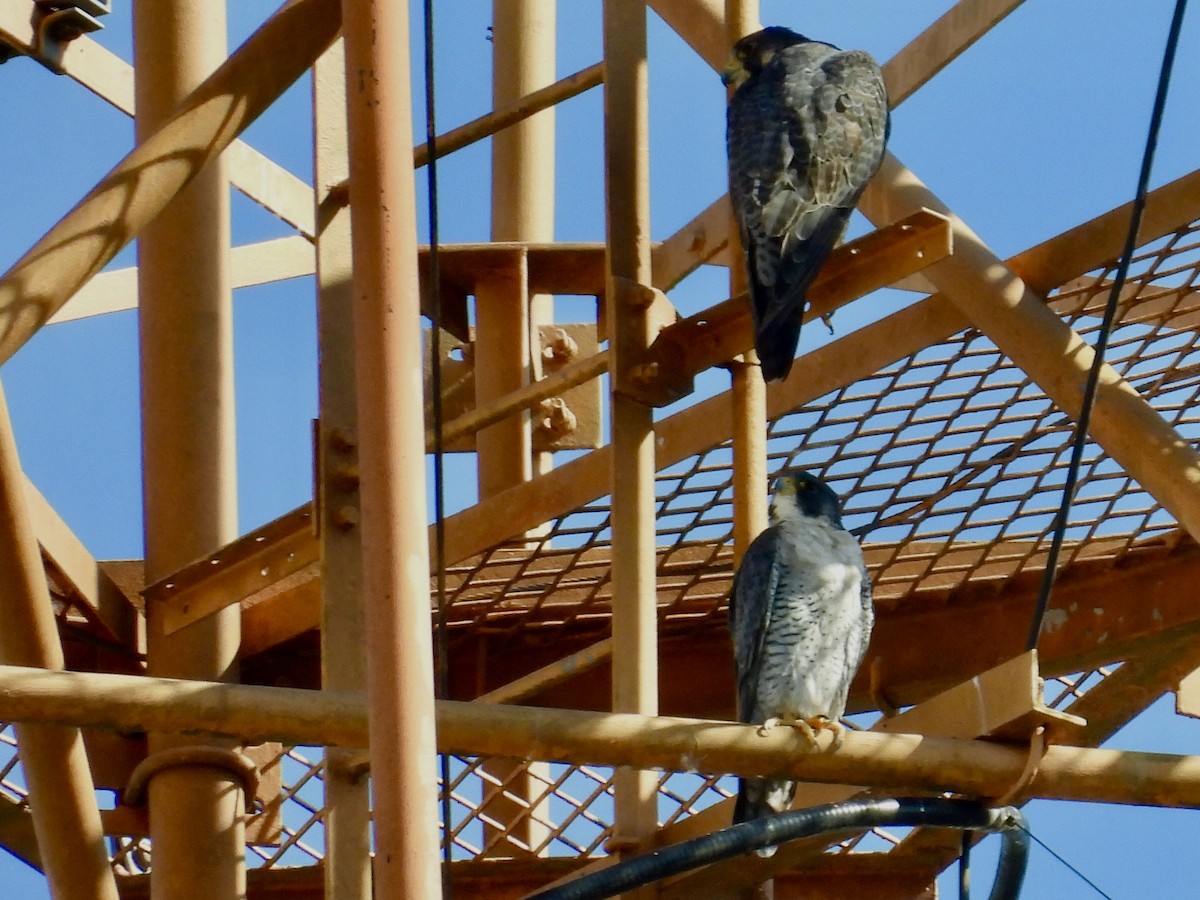 Faucon pèlerin - ML646415526