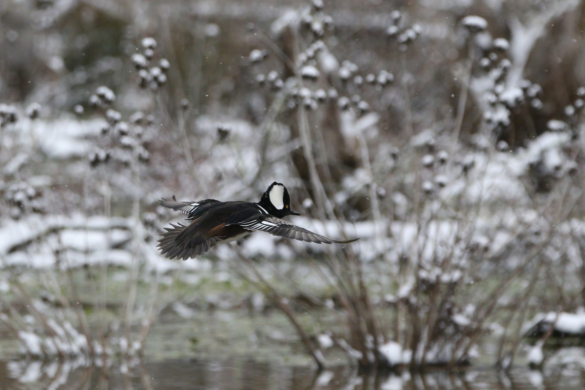 Hooded Merganser - ML646415530