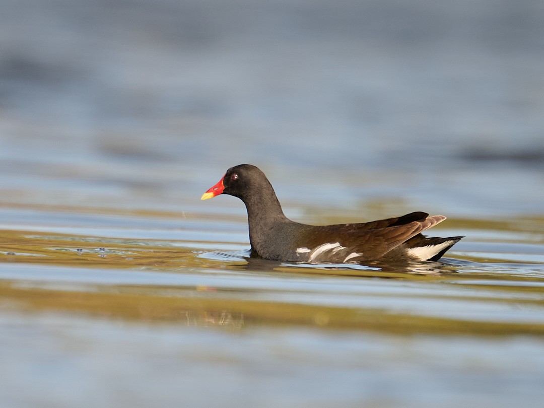 Eurasian Moorhen - ML646415536