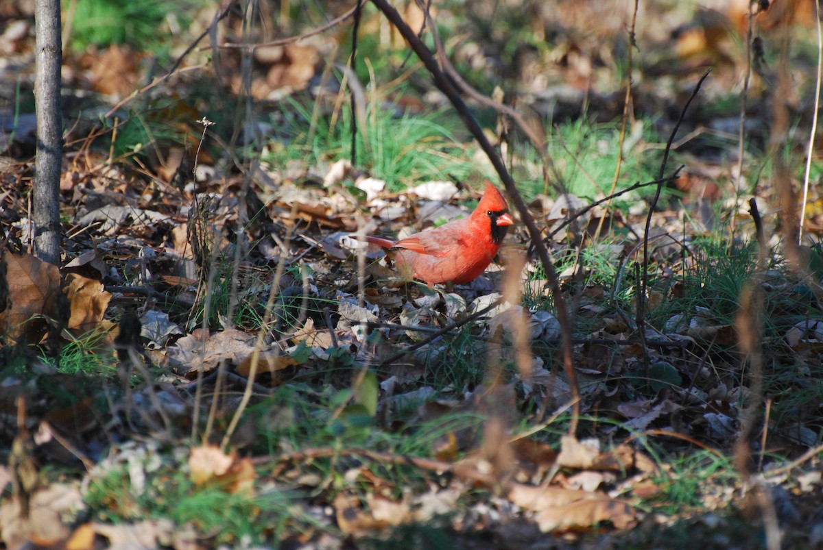 Northern Cardinal - ML646415537