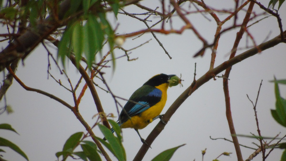 Blue-winged Mountain Tanager - ML646415538