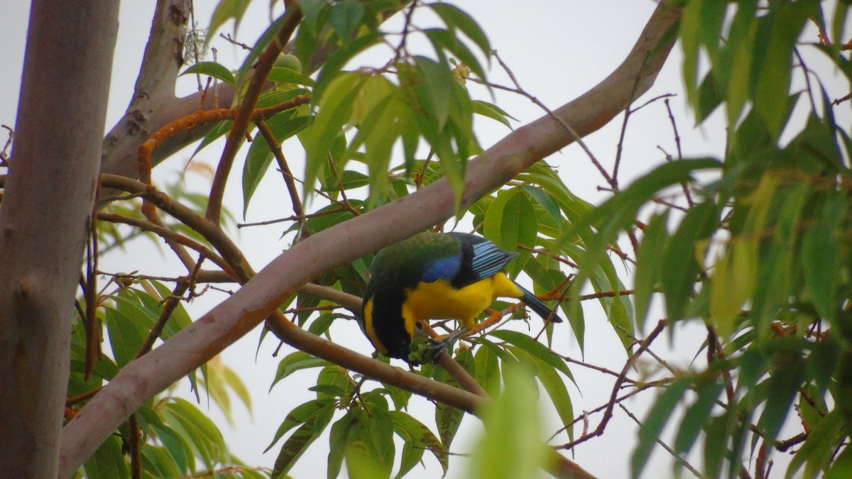 Blue-winged Mountain Tanager - ML646415539