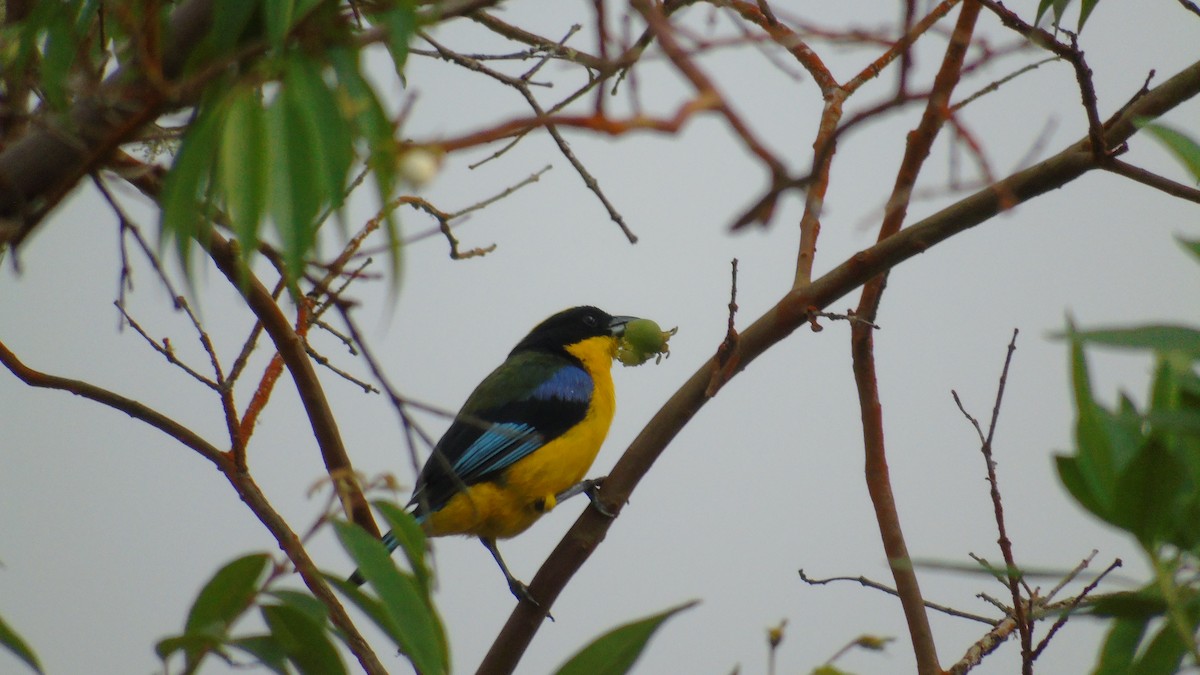 Blue-winged Mountain Tanager - ML646415540