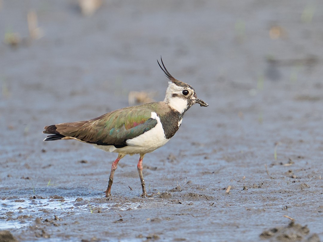 Northern Lapwing - ML646415541