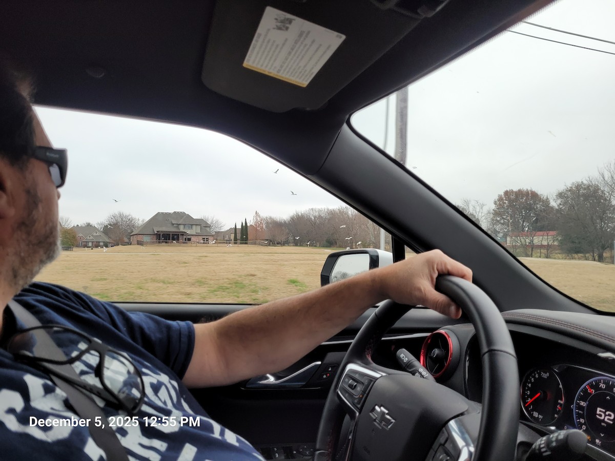 Ring-billed Gull - ML646415544