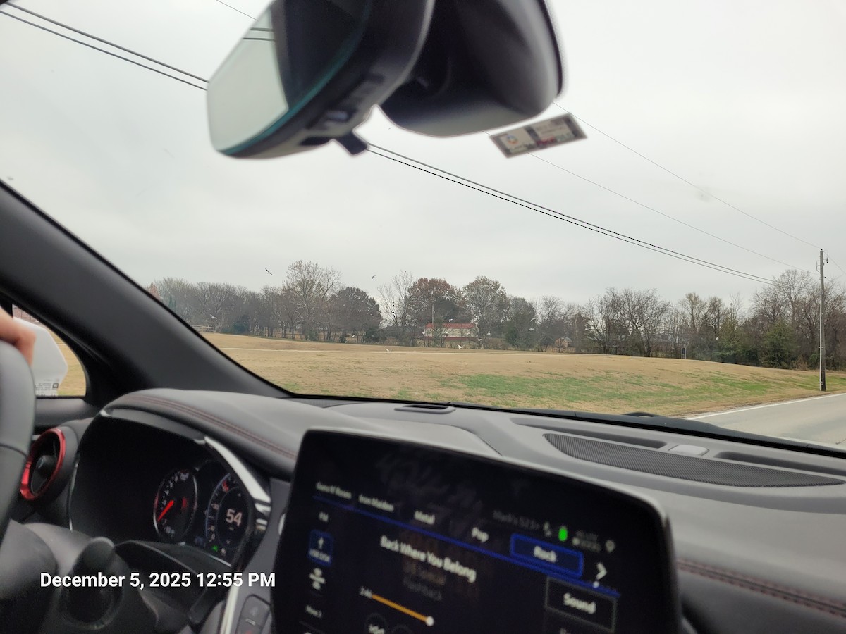 Ring-billed Gull - ML646415545