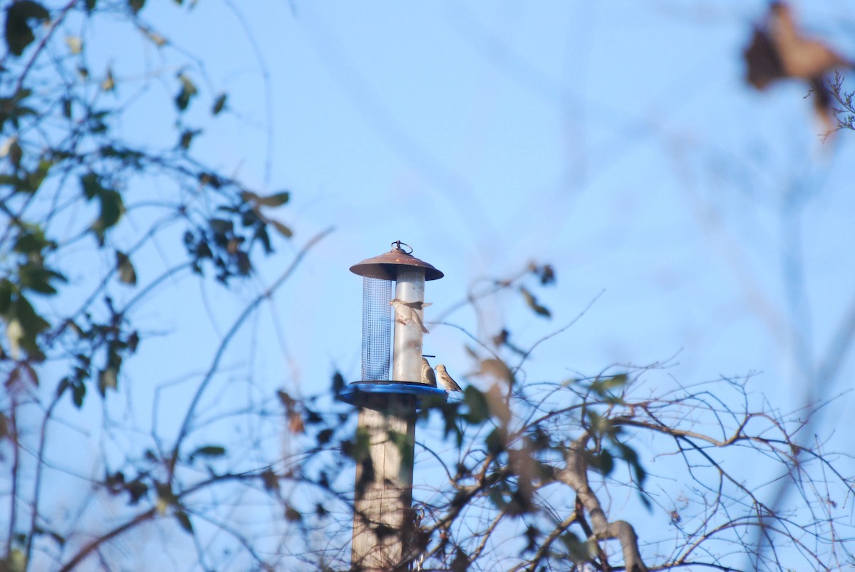 House Sparrow - ML646415546