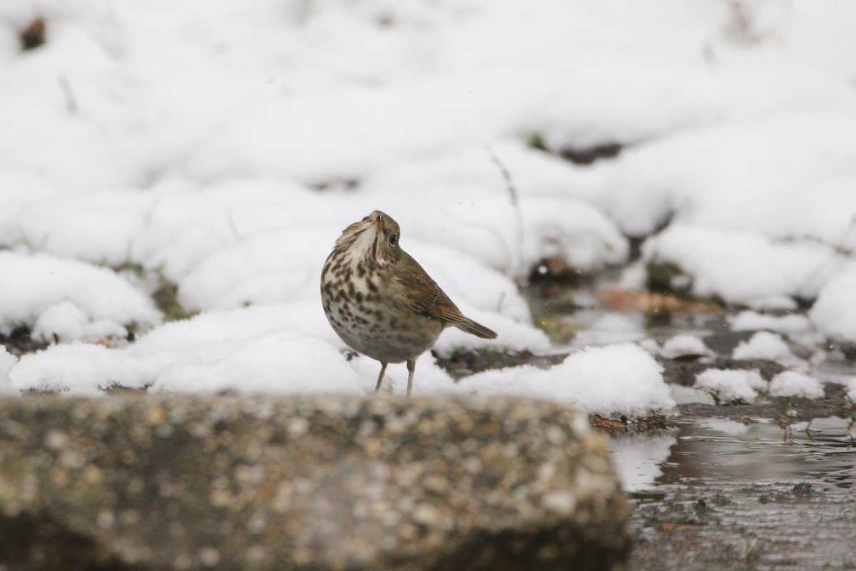Hermit Thrush - ML646415547