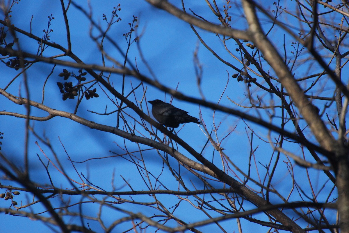 American Crow - ML646415561