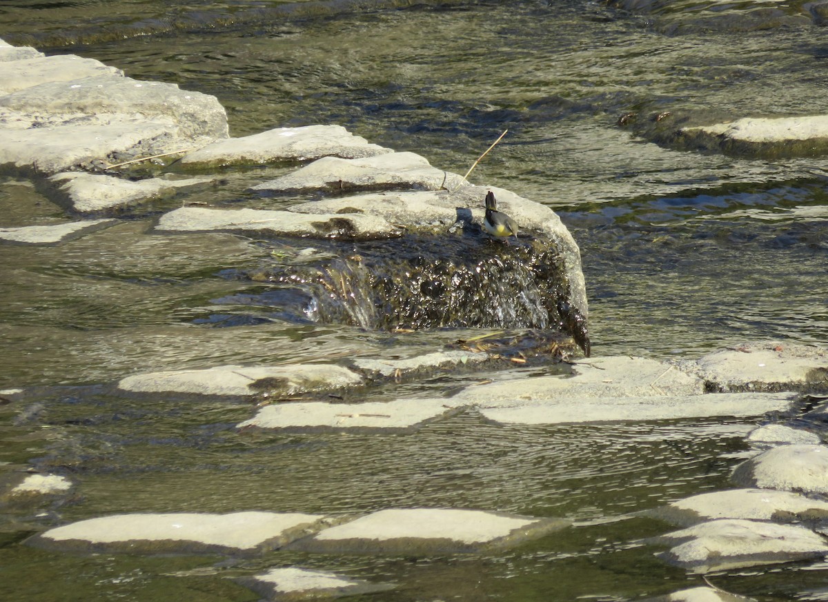 Плиска гірська - ML646415562