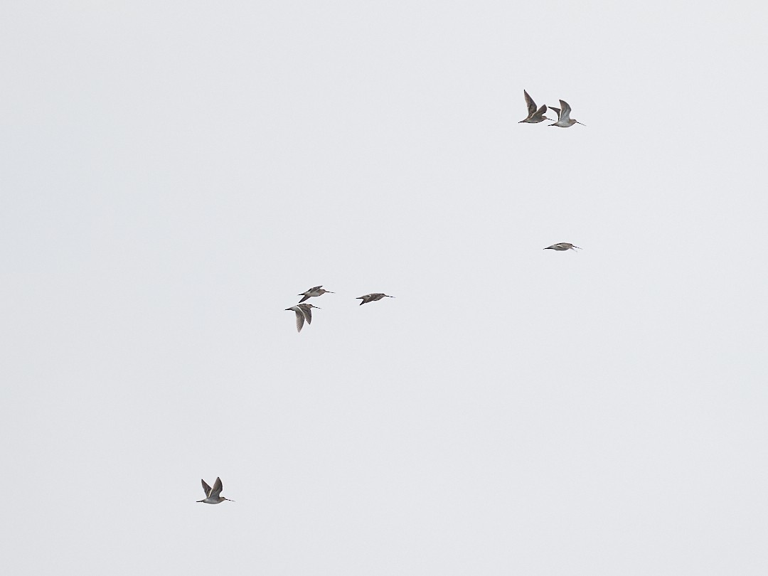 Common Snipe - ML646415563