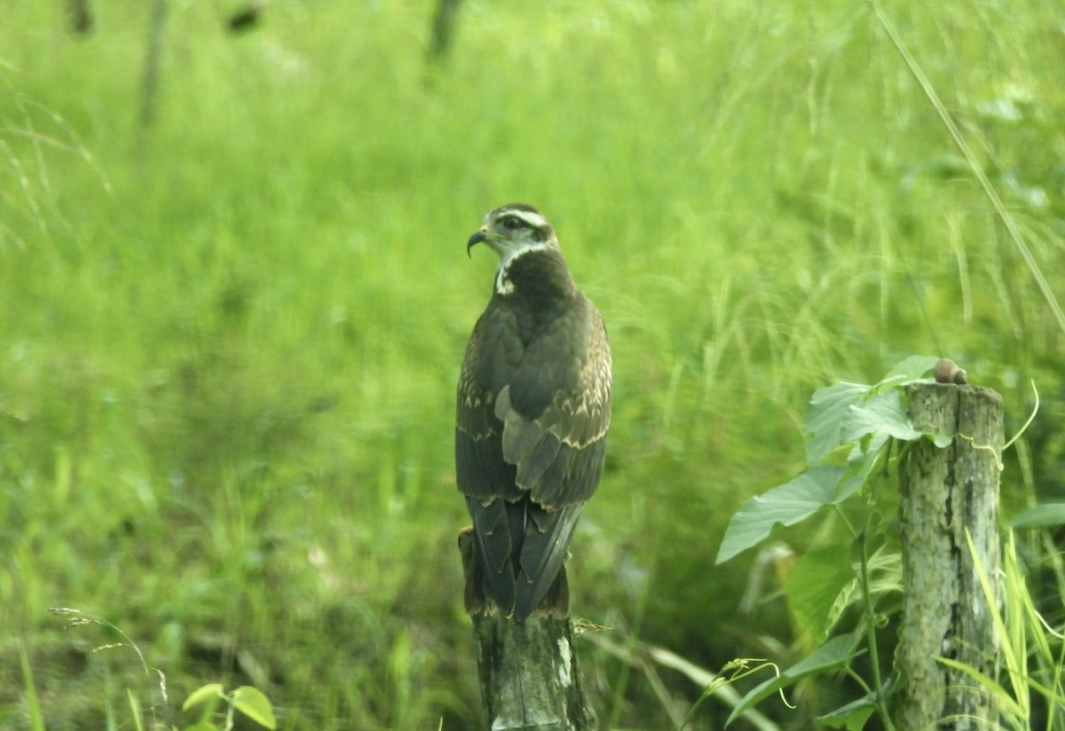 Snail Kite - ML646415564