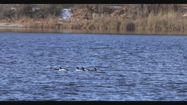 鵲鴨 - ML646415565