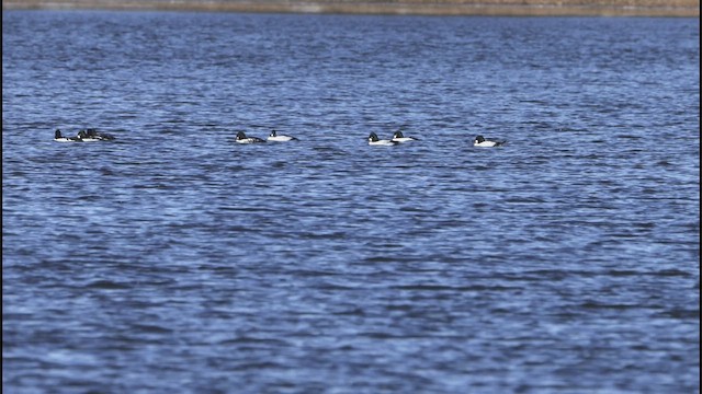 鵲鴨 - ML646415566