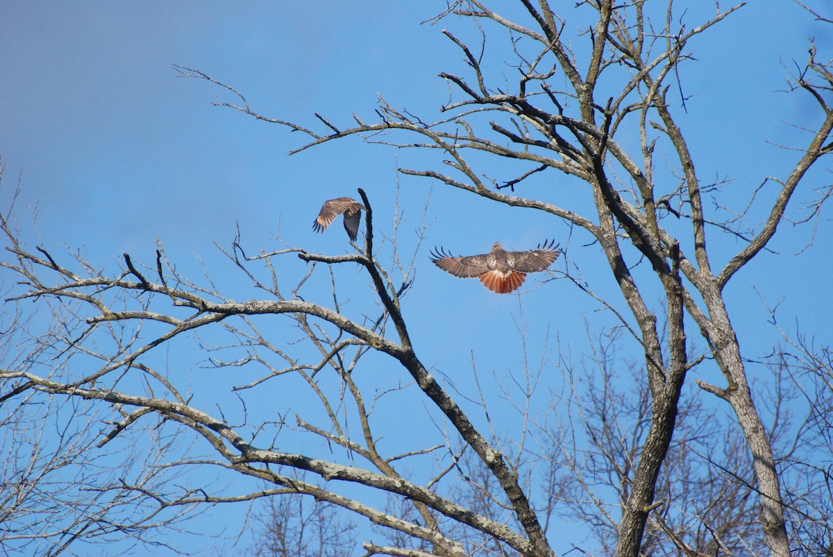 Red-tailed Hawk - ML646415567