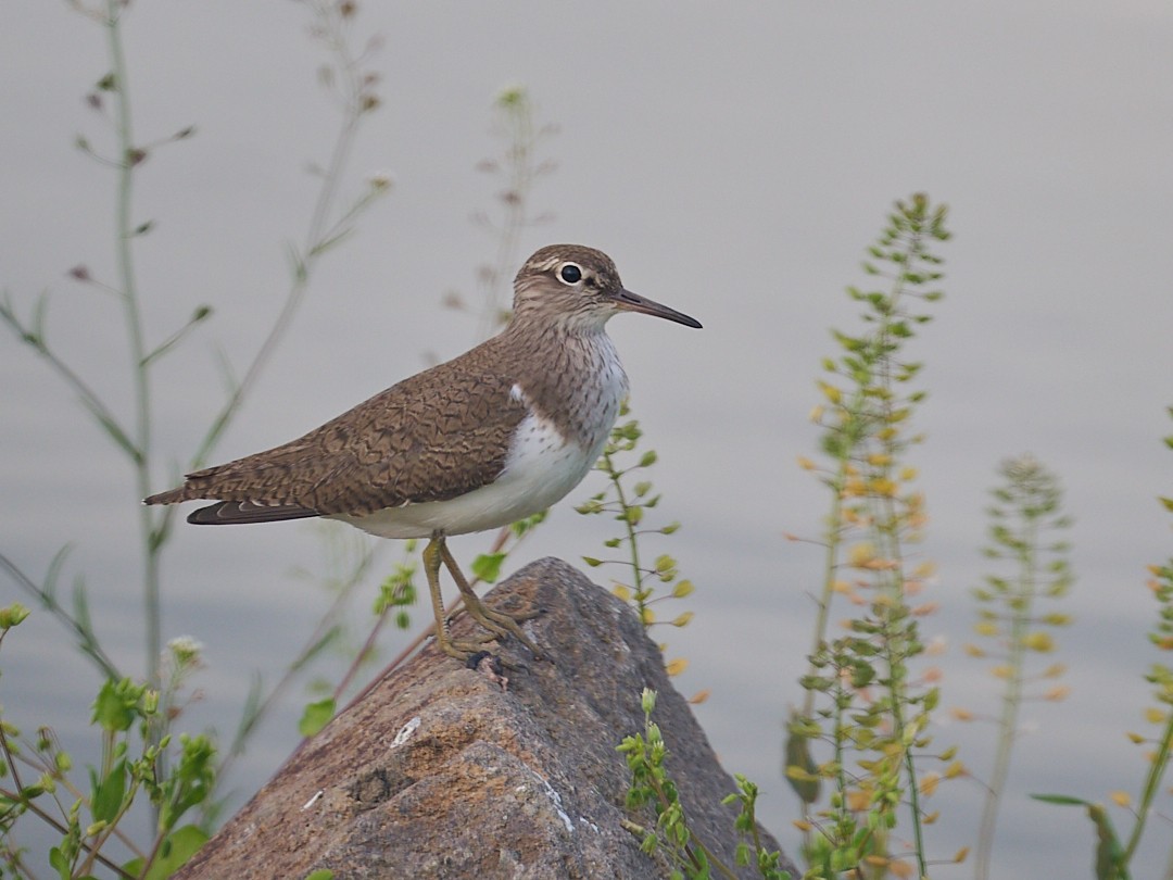 Common Sandpiper - ML646415569