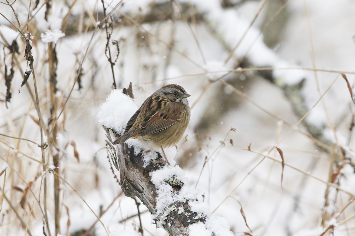 Swamp Sparrow - ML646415570