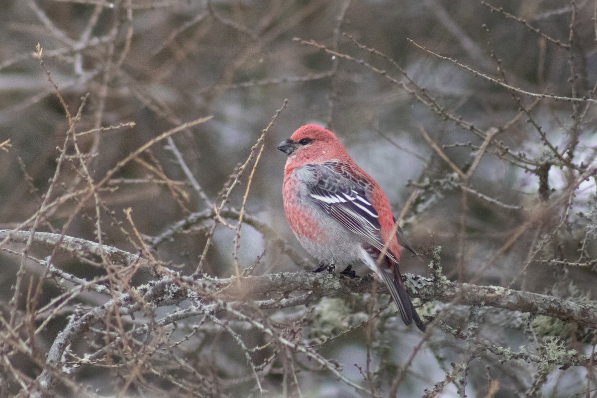 ギンザンマシコ - ML646415571