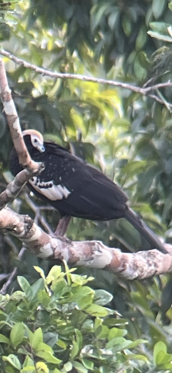 Blue-throated Piping-Guan - ML646415572