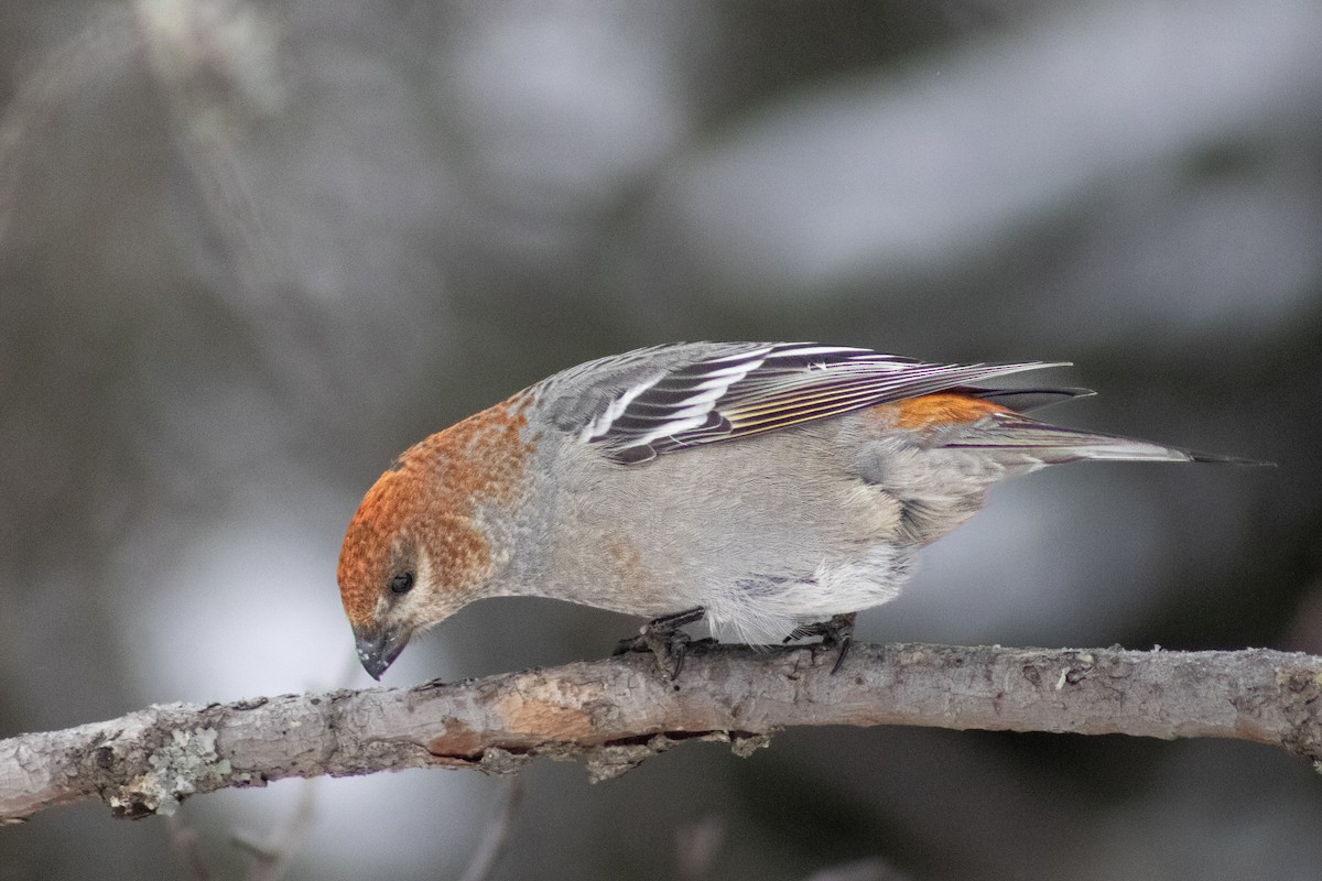 ギンザンマシコ - ML646415573