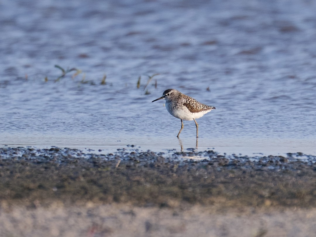 vodouš bahenní - ML646415574