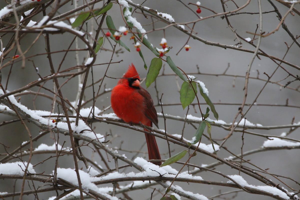 Northern Cardinal - ML646415578