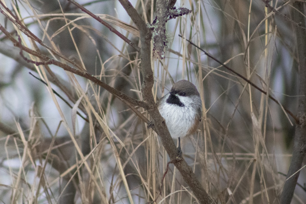 Boreal Chickadee - ML646415579