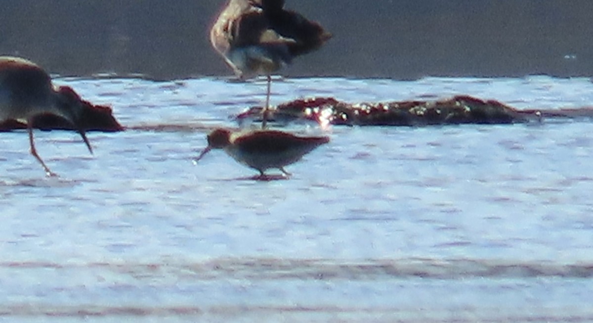 Dunlin - ML646415580