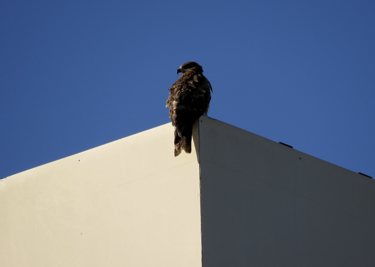 Шуліка чорний - ML646415581