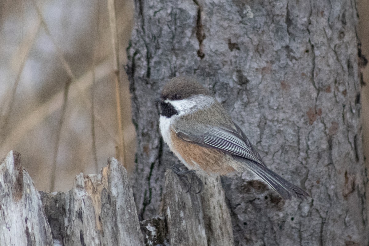Boreal Chickadee - ML646415583