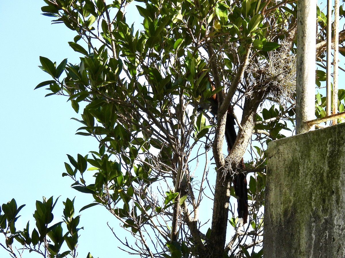 Piaye écureuil - ML646415584