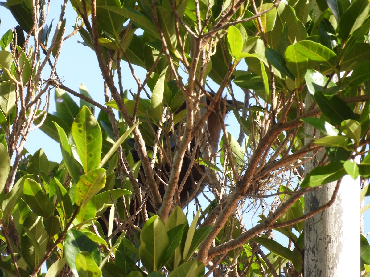 Piaye écureuil - ML646415585