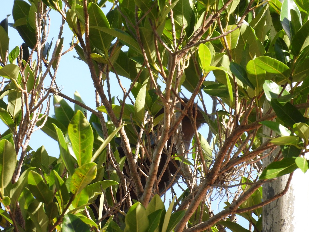 Piaye écureuil - ML646415586