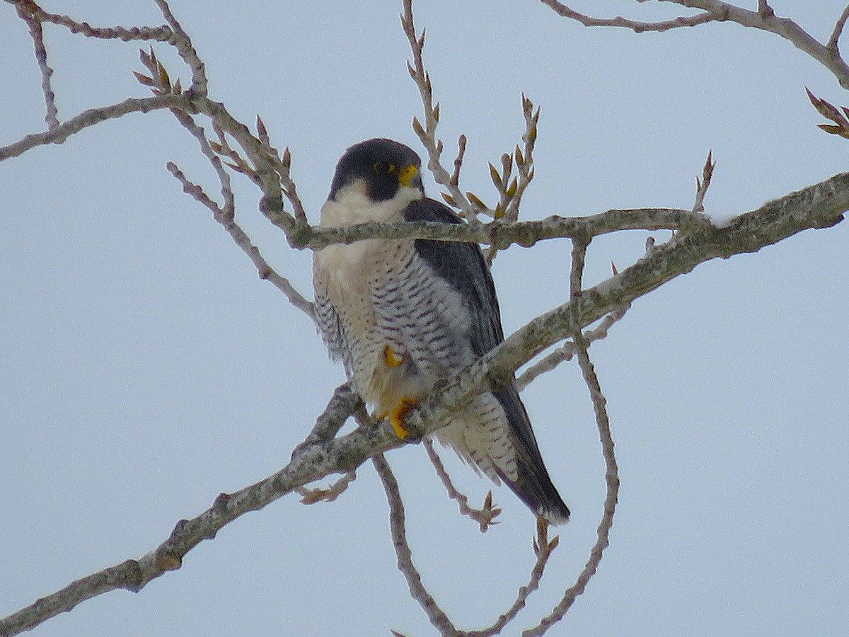 Peregrine Falcon - ML646415587