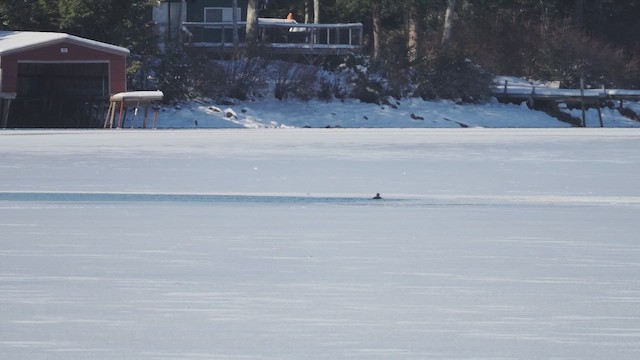 Common Loon - ML646415588