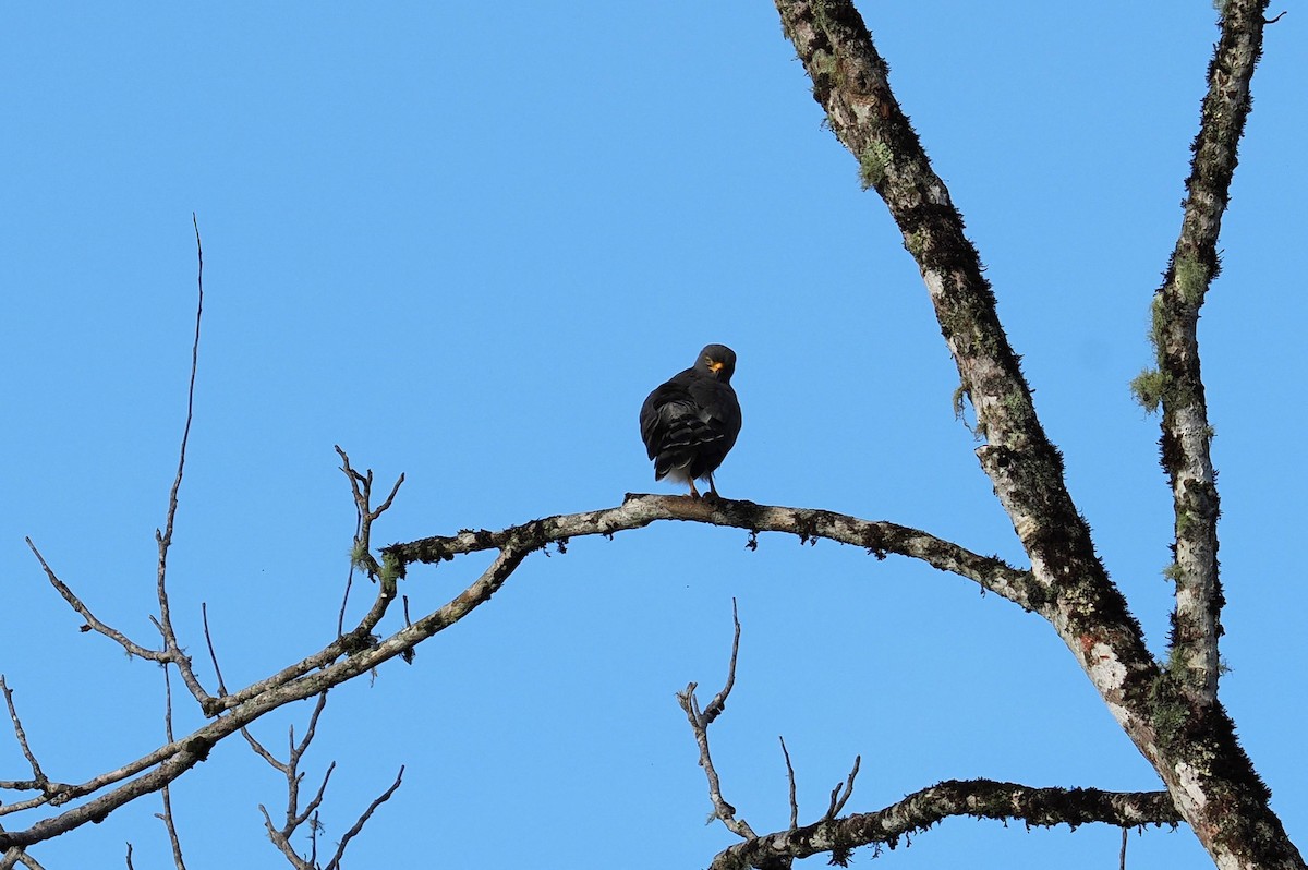 káně krahujová - ML646415589