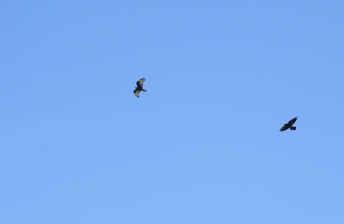 Common Raven - ML646415592