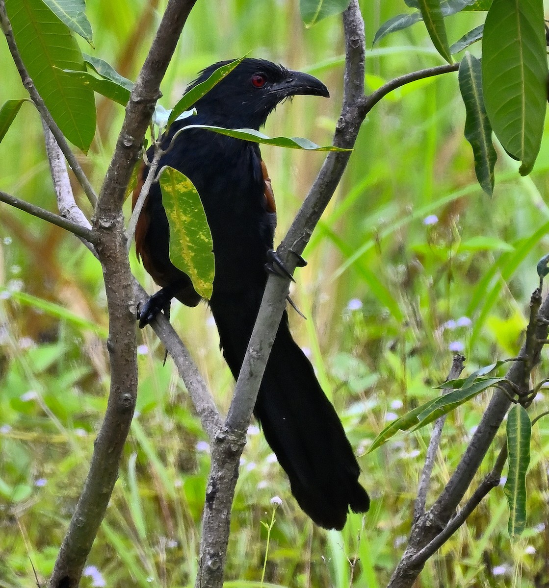 Greater Coucal - ML646415594
