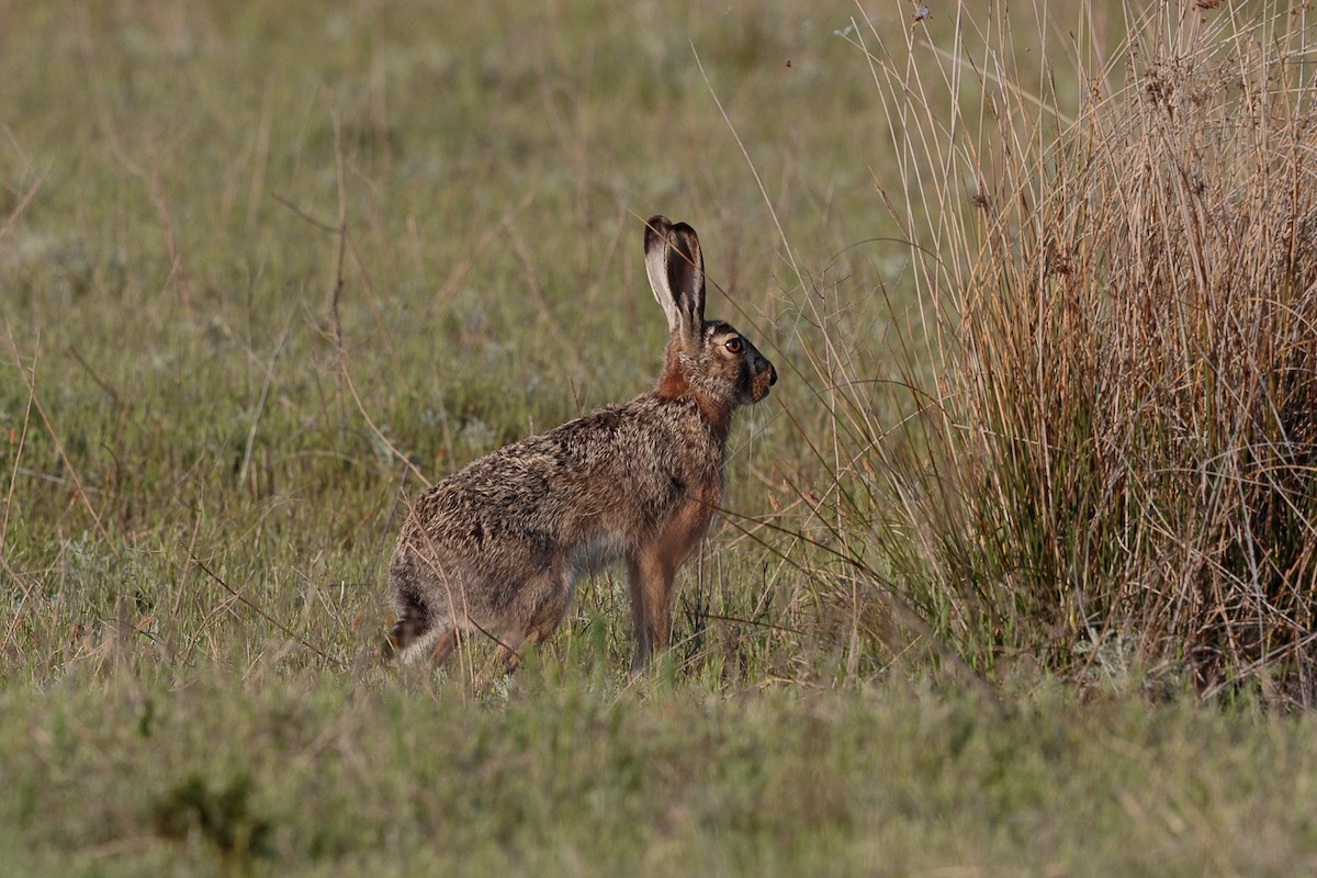 Brown Hare - ML646415596