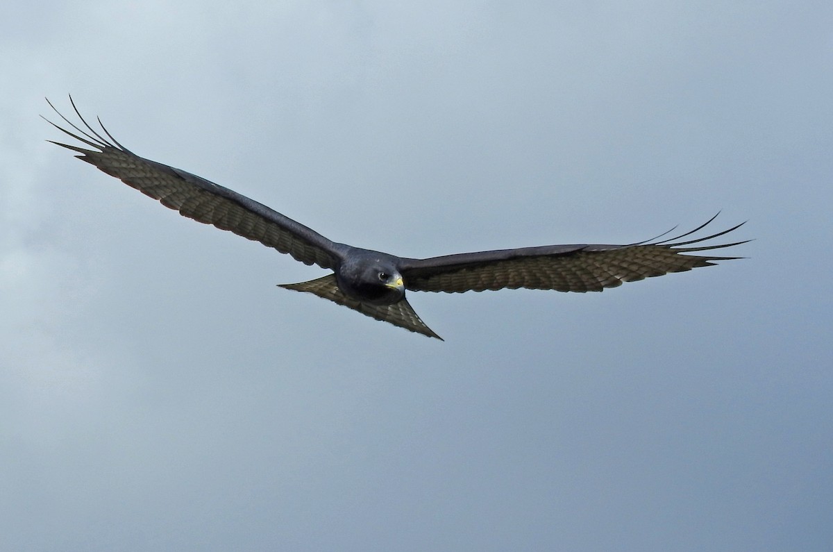 Zone-tailed Hawk - ML646415597