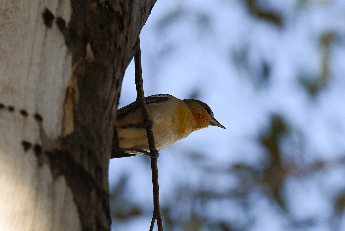 Bullock's Oriole - ML646415598